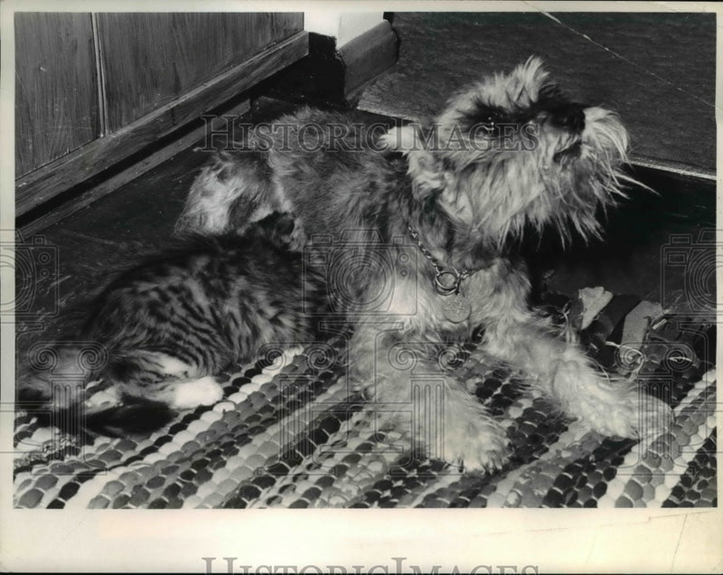 Load image into Gallery viewer, 1972 Press Photo Miniature Schnauser, Heidi nurses the kitten named Hotdog
