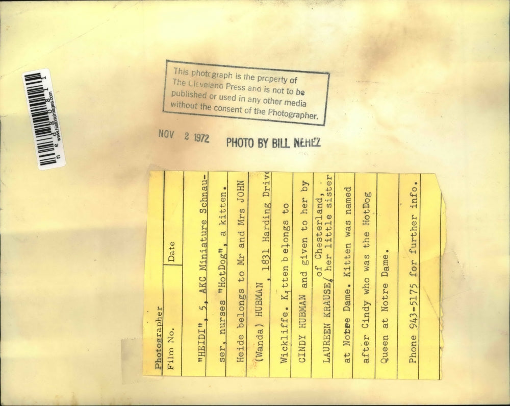 1972 Press Photo Miniature Schnauser, Heidi nurses the kitten named Hotdog