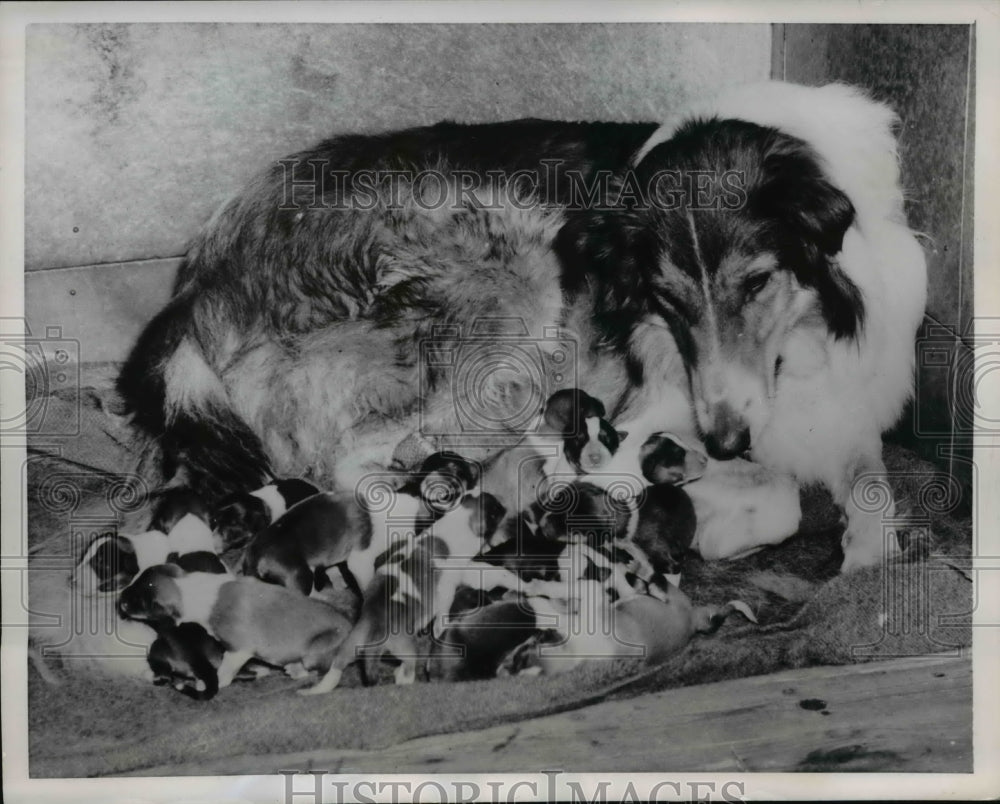 1954 Press Photo Stockholm Silva the dog & her 16 puppies