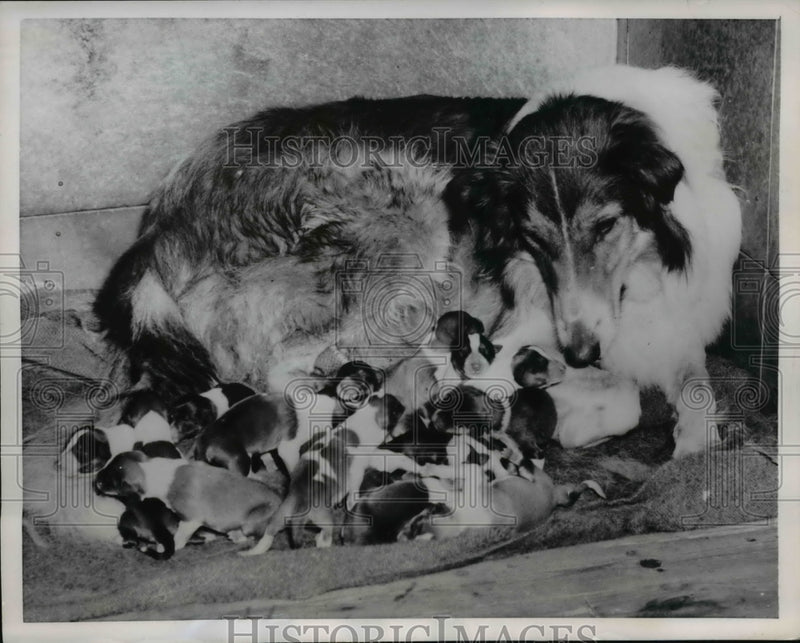 Load image into Gallery viewer, 1954 Press Photo Stockholm Silva the dog &amp; her 16 puppies
