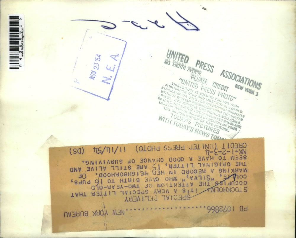 1954 Press Photo Stockholm Silva the dog & her 16 puppies