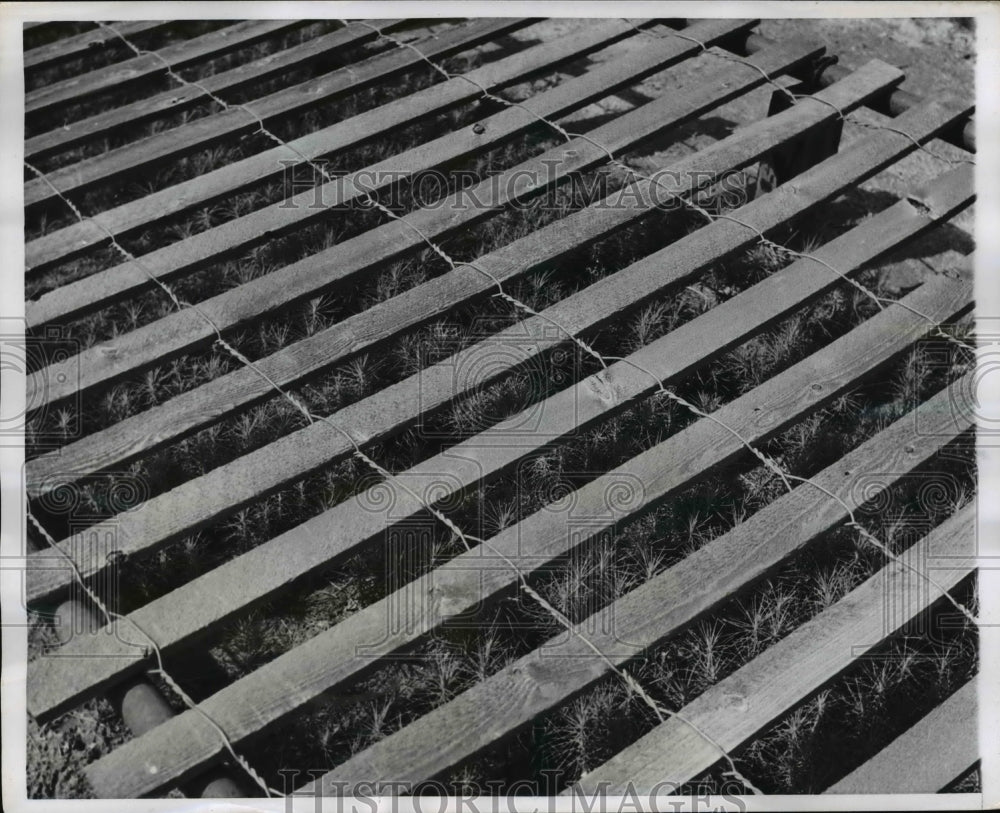 1956 Press Photo Lattice of snow fence at Eastman farm for seedlings