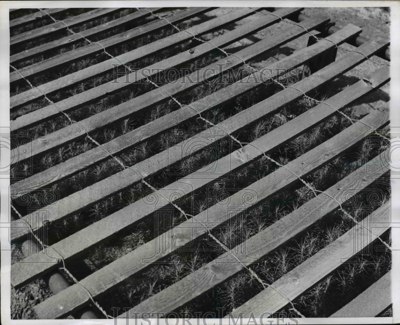 Load image into Gallery viewer, 1956 Press Photo Lattice of snow fence at Eastman farm for seedlings

