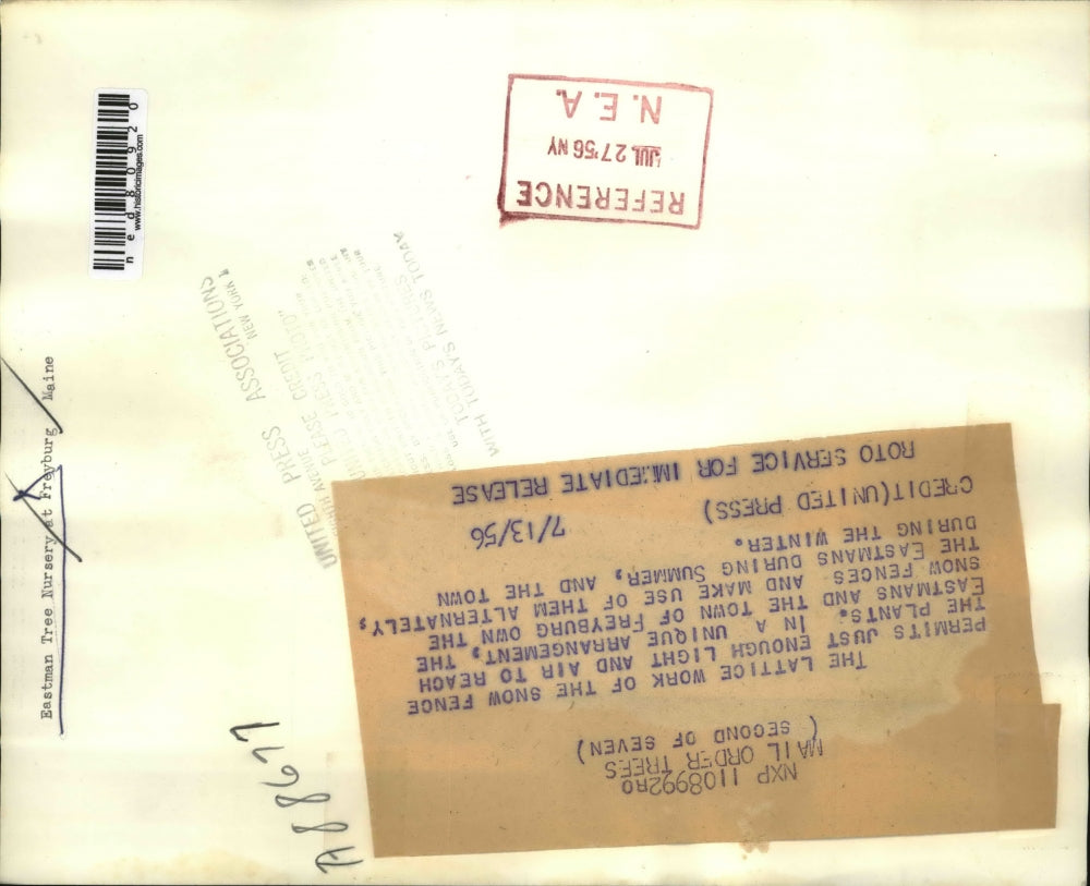 1956 Press Photo Lattice of snow fence at Eastman farm for seedlings