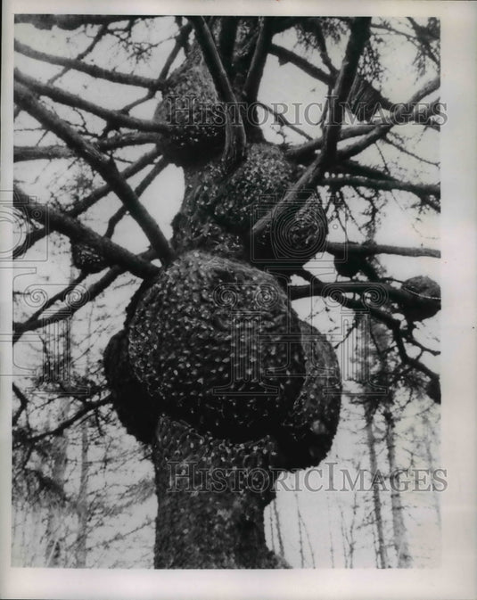 1950 Press Photo Tumors on Spruce Trees