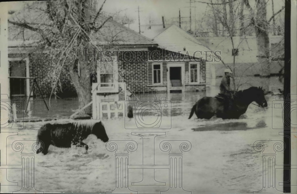 1962 Press Photo Horseman Guided 2 Ponies Out of the Flood Waters