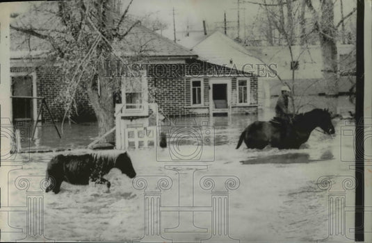 1962 Press Photo Horseman Guided 2 Ponies Out of the Flood Waters