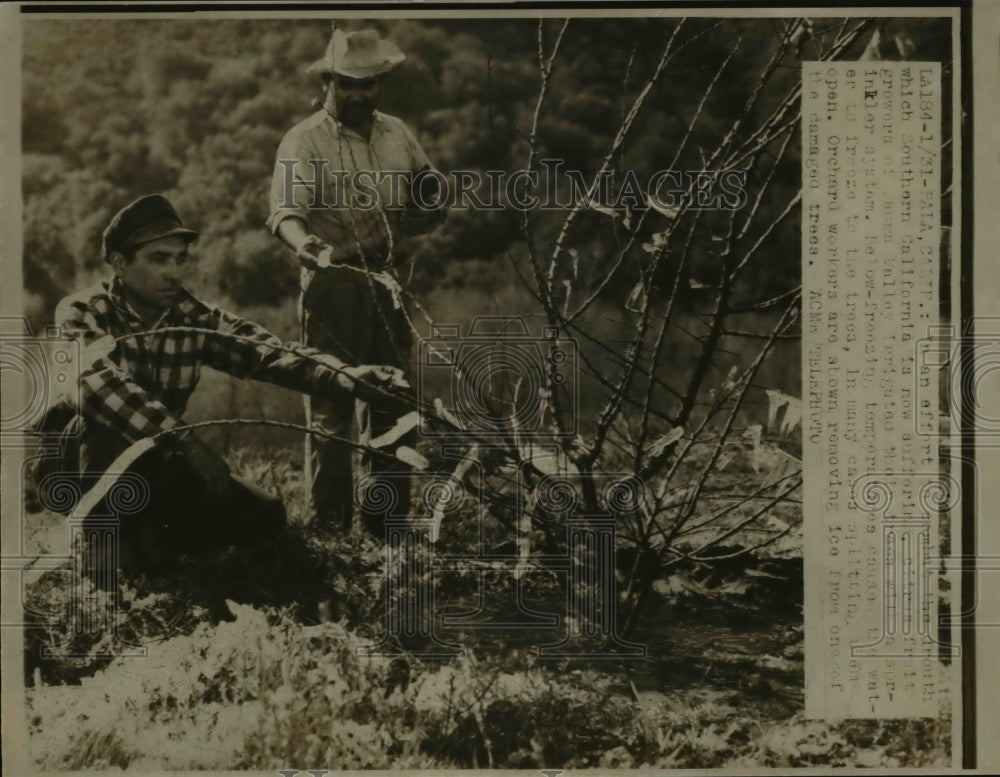 1948 Press Photo The orchard workers slowly removing ice from the damaged tree