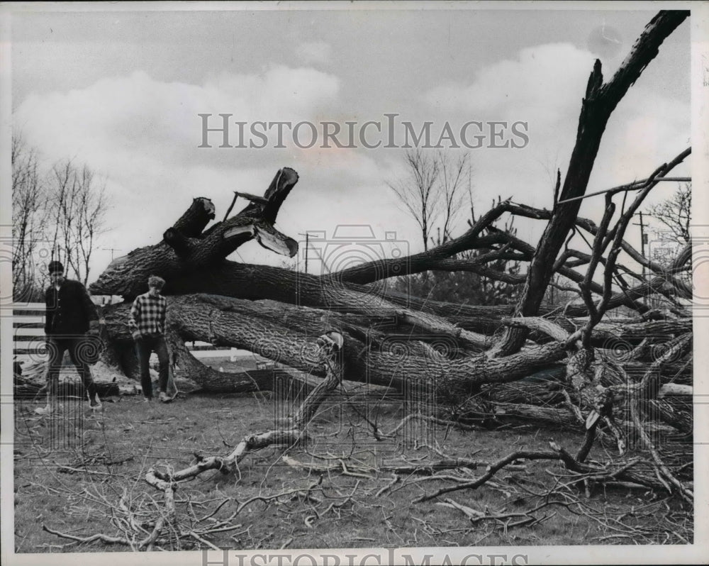 1961 Press Photo Deck Metz and Paul Bragie under the broken tree