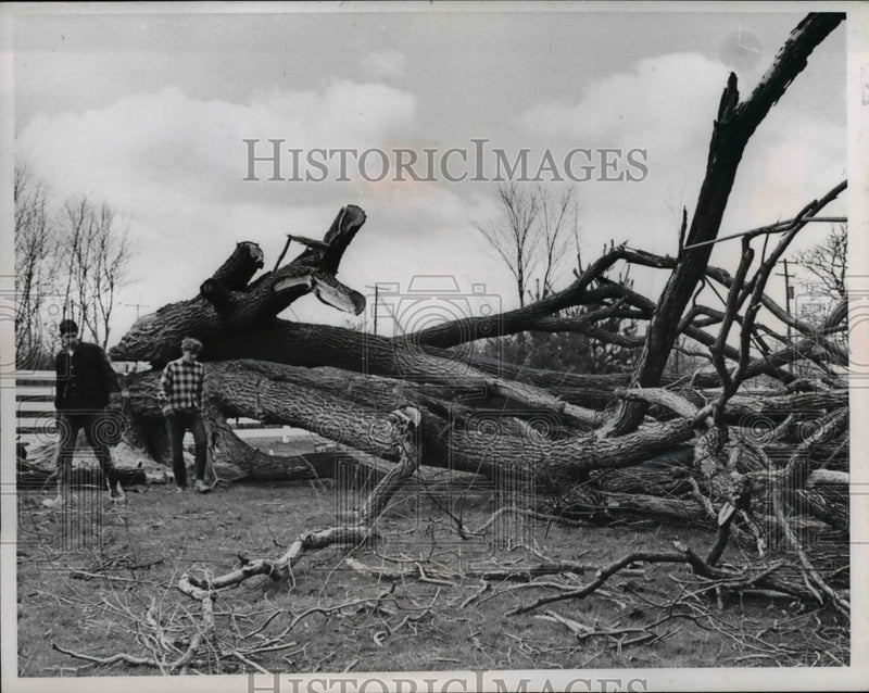Load image into Gallery viewer, 1961 Press Photo Deck Metz and Paul Bragie under the broken tree
