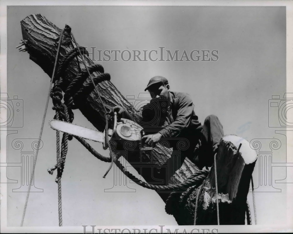 1957 Press Photo George Torged on trunk of a tree- Historic Images