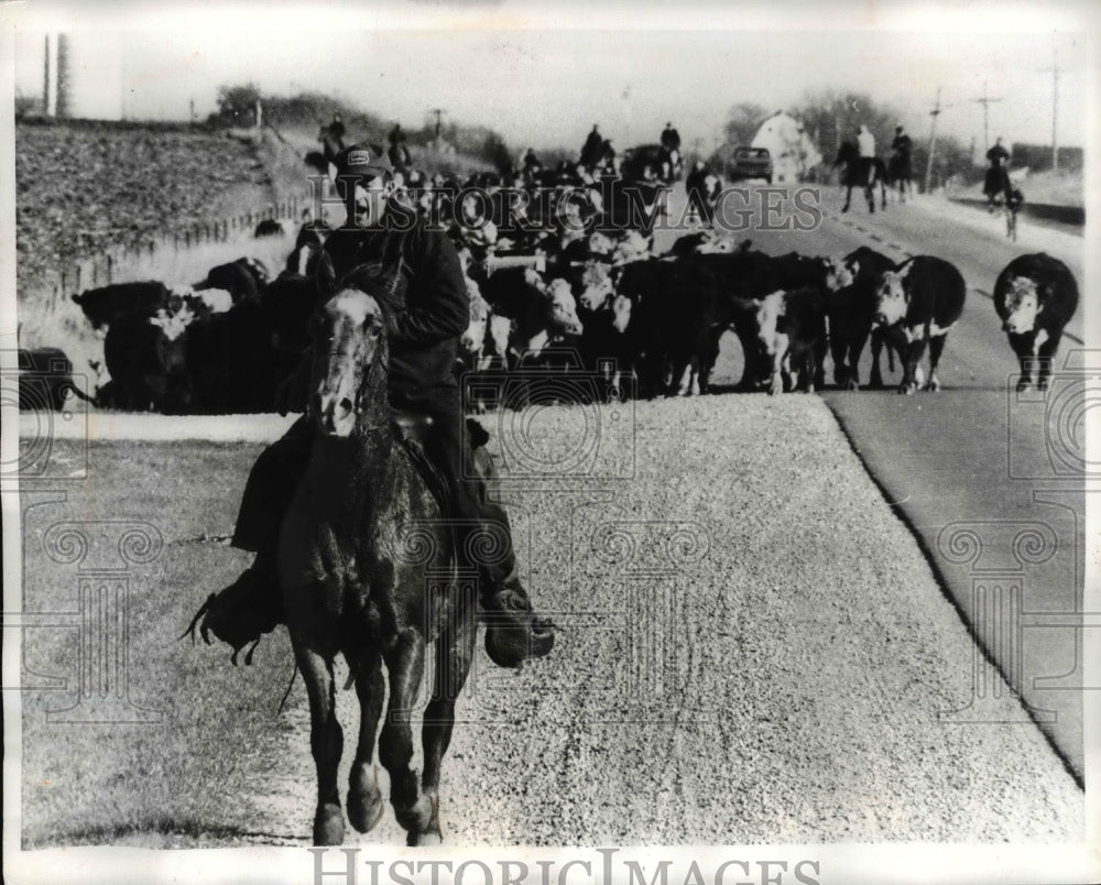 1970 Press Photo Cattle drives has caught on around Darlington, Wisconsin