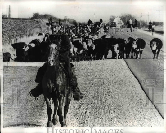 1970 Press Photo Cattle drives has caught on around Darlington, Wisconsin