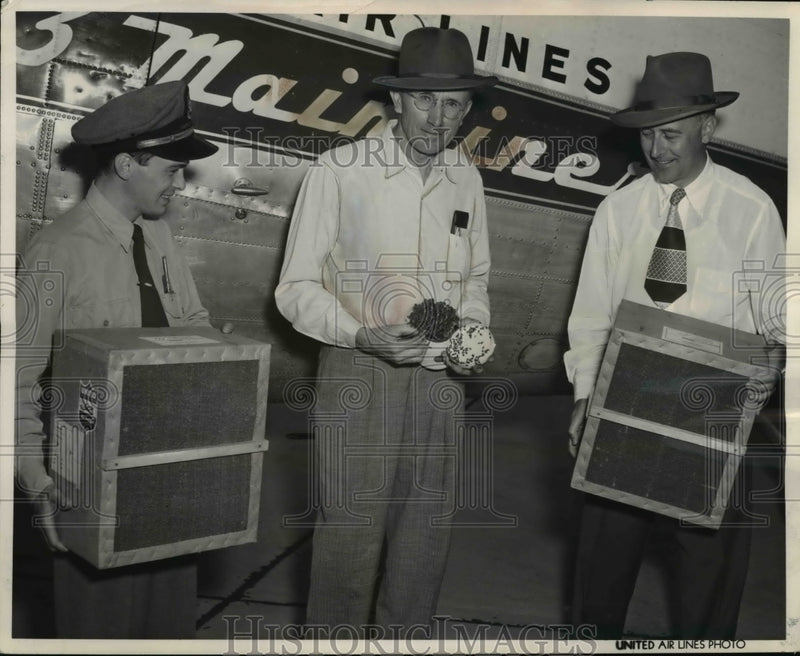 Load image into Gallery viewer, 1953 Press Photo OB Lester sees off a shipment of ladybugs sold to farmers

