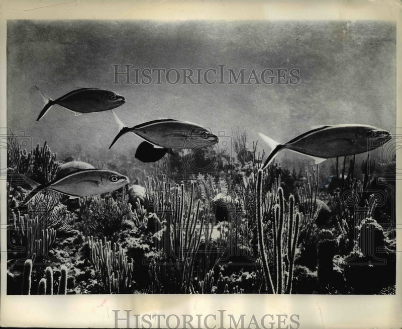 Load image into Gallery viewer, 1969 Press Photo School of small jacks posed for a portrait over a bed of corals
