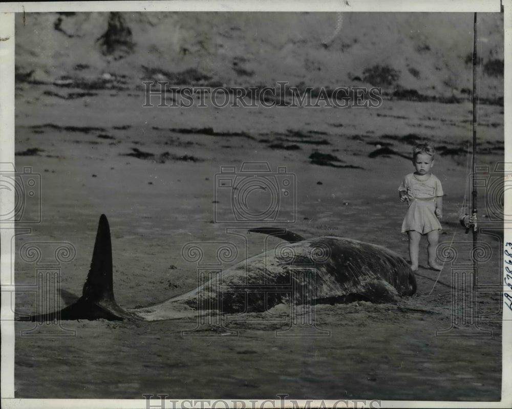 1940 Press Photo Wayne Tompkins, 11/2 landed this 3000 pound tooth whale via rod
