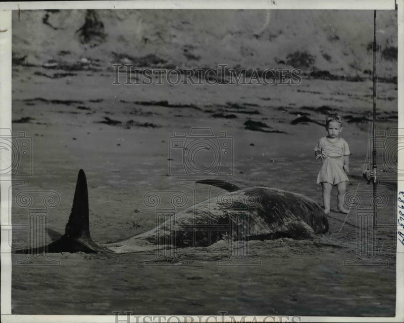 Load image into Gallery viewer, 1940 Press Photo Wayne Tompkins, 11/2 landed this 3000 pound tooth whale via rod
