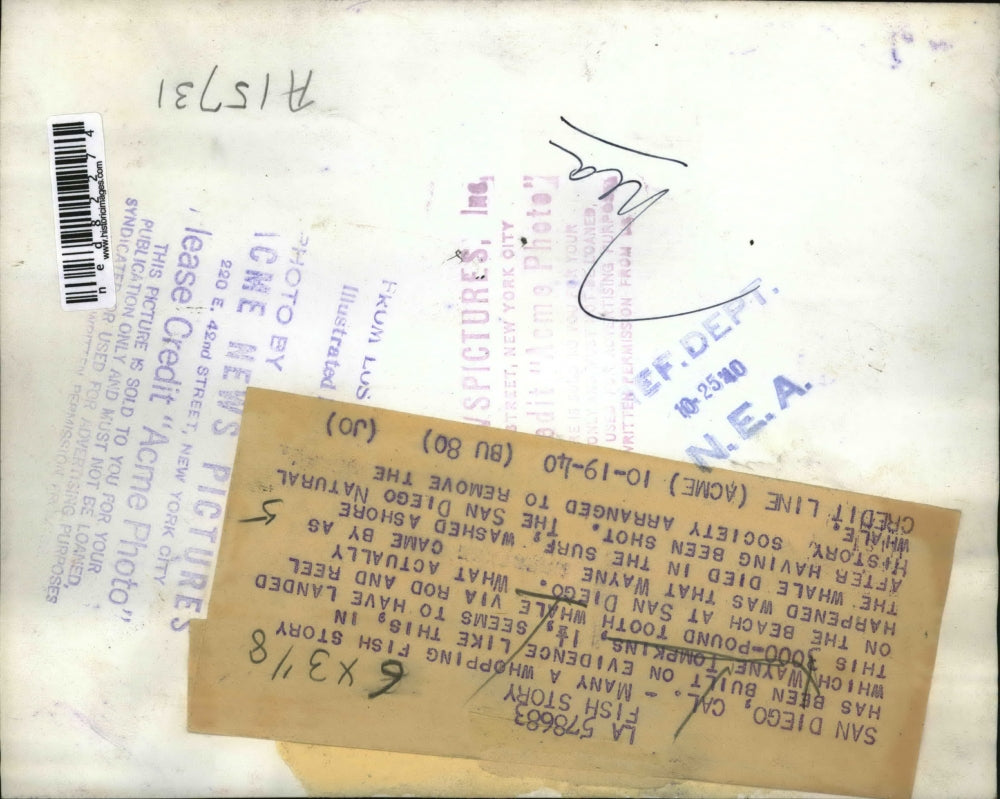 1940 Press Photo Wayne Tompkins, 11/2 landed this 3000 pound tooth whale via rod