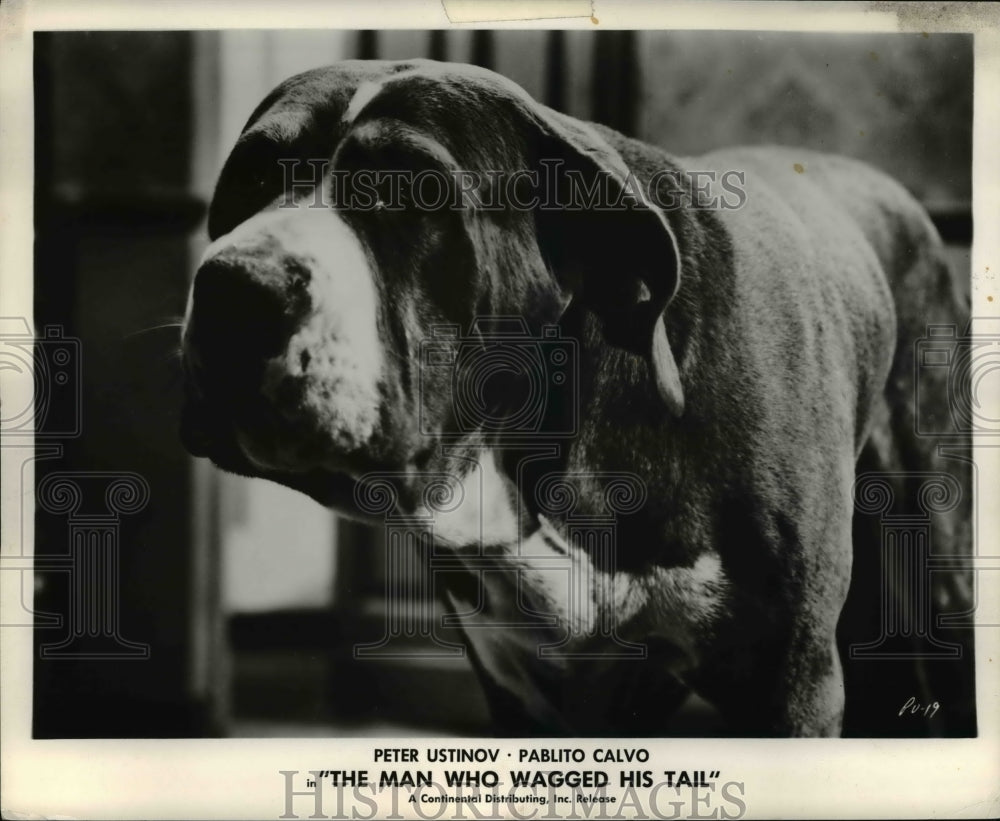 1961 Press Photo The Man Who Wagged His Tail