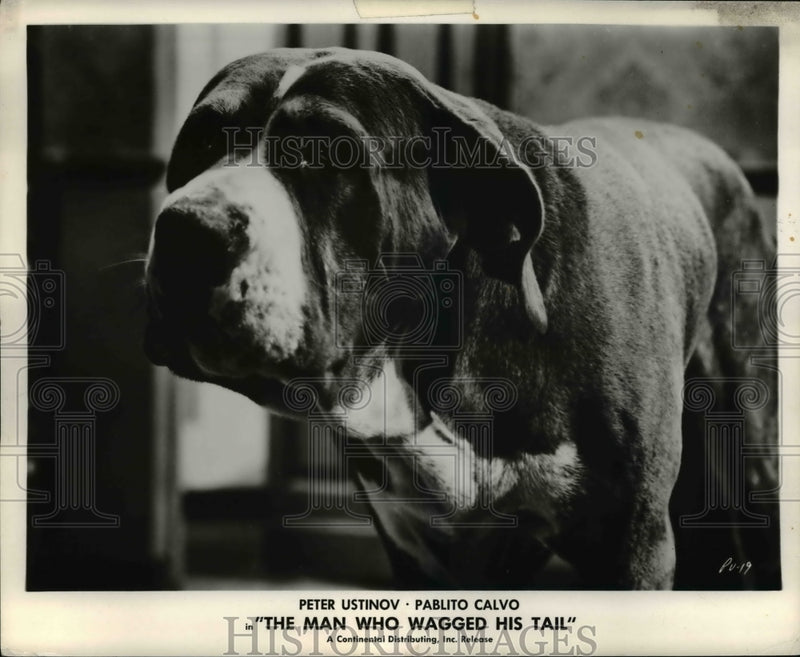 Load image into Gallery viewer, 1961 Press Photo The Man Who Wagged His Tail
