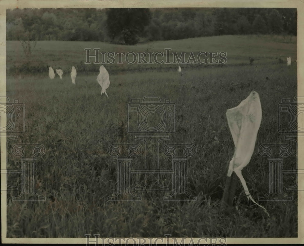 1946 Press Photo The white cheese cloth ghosts for plant protection