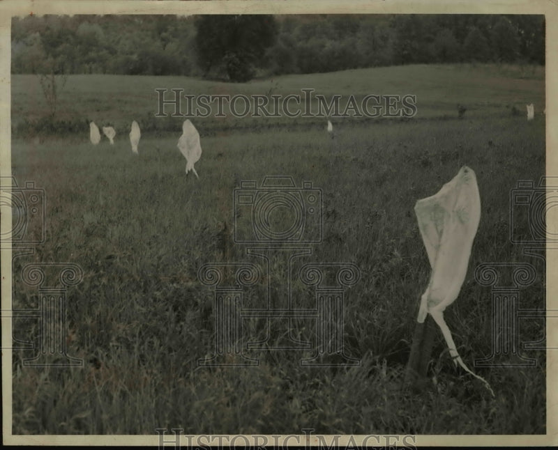 Load image into Gallery viewer, 1946 Press Photo The white cheese cloth ghosts for plant protection
