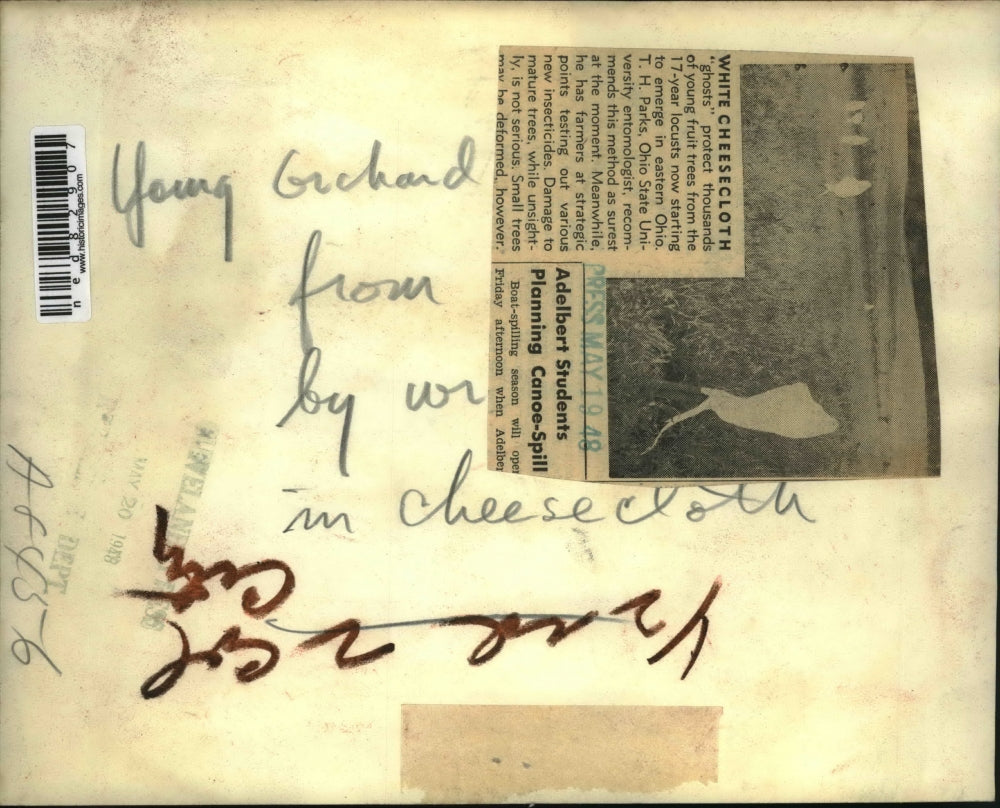 1946 Press Photo The white cheese cloth ghosts for plant protection