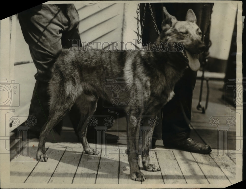 1923 Press Photo This is Jacob a German POlice dog who arrived on a little Dutch