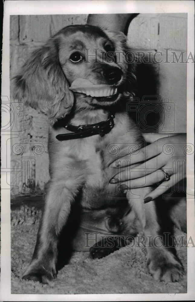 1952 Press Photo Cocker Spaniel Dog "Brownie" Wearing False Teeth