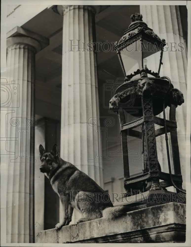 1961 Press Photo Sam, an Alsatian. at the entrance of Royal Military Academy