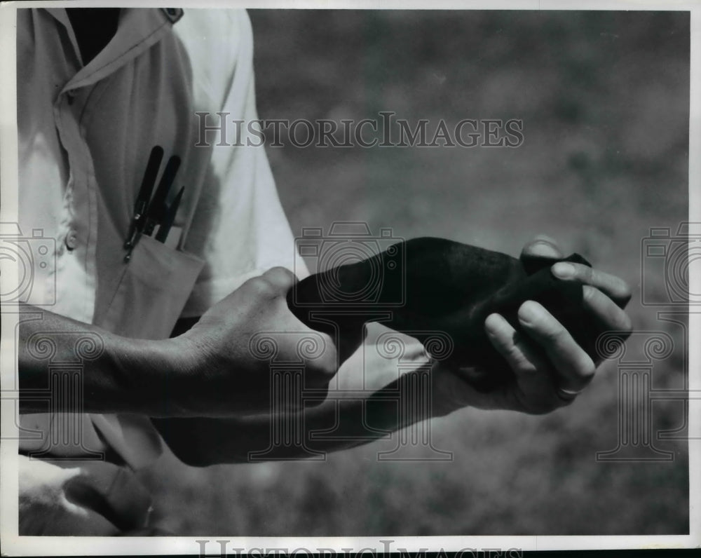 1961 Press Photo Spray a hat with hair dye wring it out ready for TV appearance
