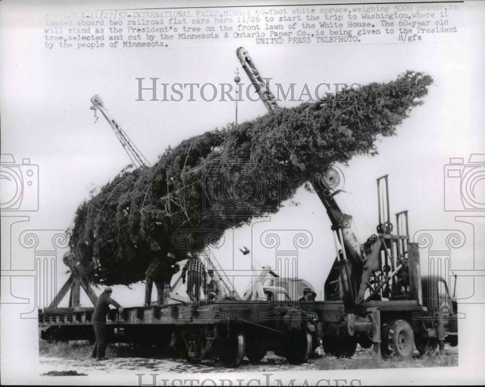 1957 Press Photo The 60 foot white spruce to start trip to Washington