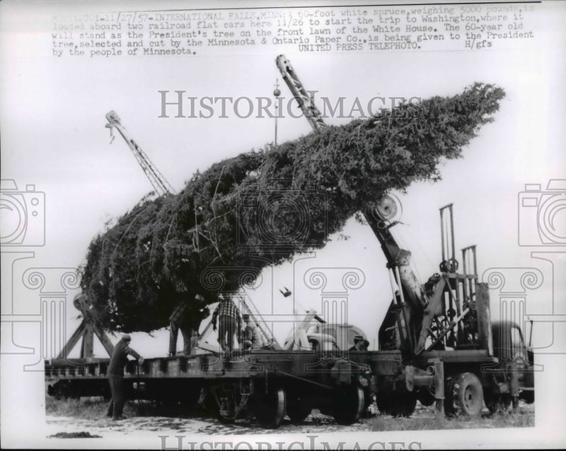 Load image into Gallery viewer, 1957 Press Photo The 60 foot white spruce to start trip to Washington
