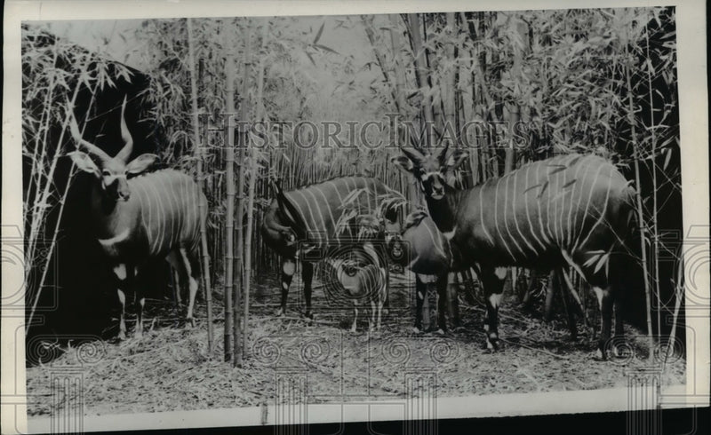 Load image into Gallery viewer, 1940 Press Photo African antelope in a grove of trees
