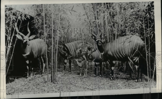 1940 Press Photo African antelope in a grove of trees