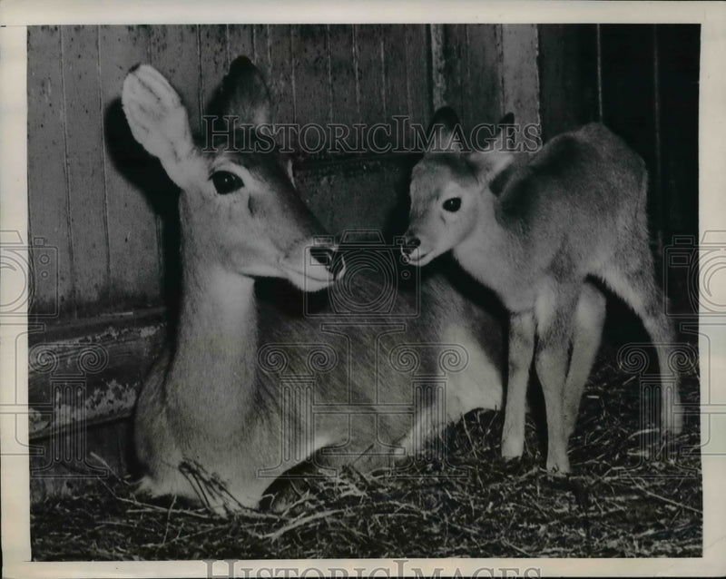 Load image into Gallery viewer, 1948 Press Photo Philadelphia Pa Uganda kob antelope &amp; calf at the zoo
