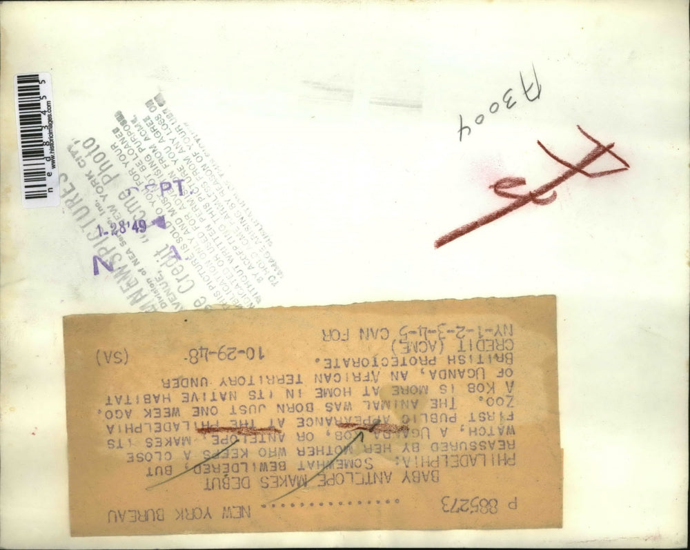 1948 Press Photo Philadelphia Pa Uganda kob antelope & calf at the zoo