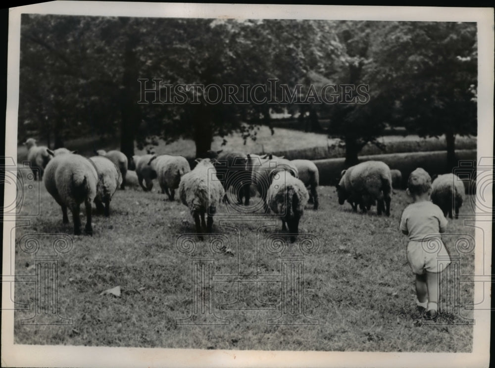 1950 Press Photo London David Clarke age 2 & sheep in Green Park