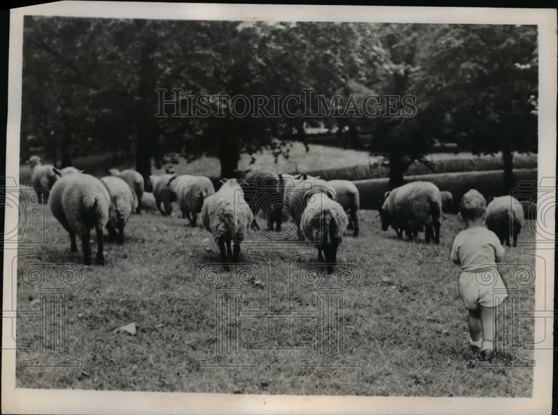 Load image into Gallery viewer, 1950 Press Photo London David Clarke age 2 &amp; sheep in Green Park
