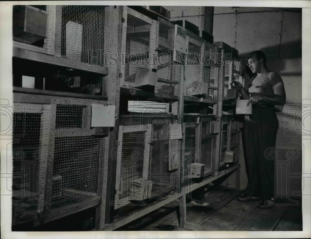 1946 Press Photo Chinchillas & Fred Friedman feeding them in cages