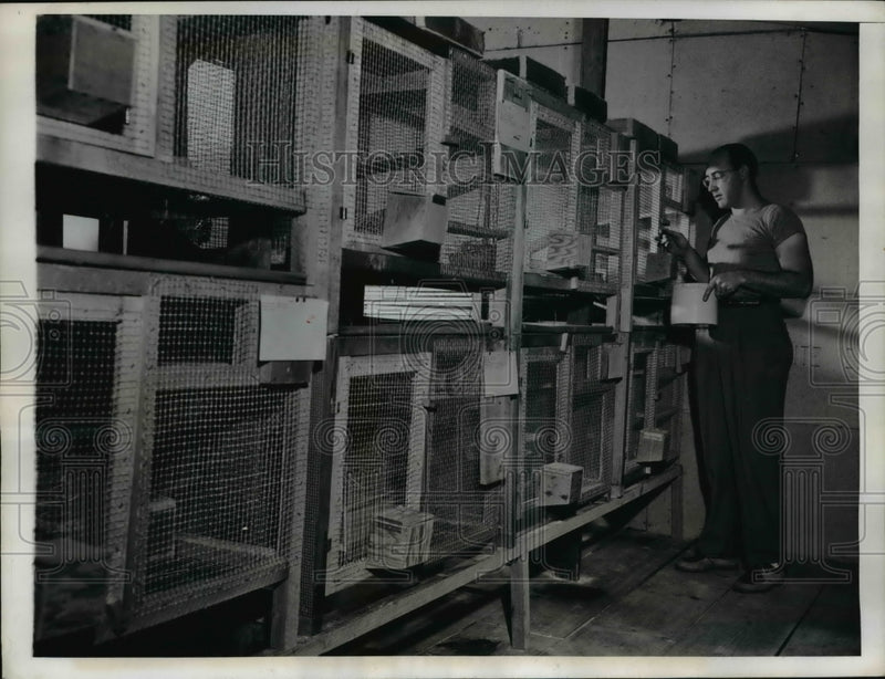 Load image into Gallery viewer, 1946 Press Photo Chinchillas &amp; Fred Friedman feeding them in cages
