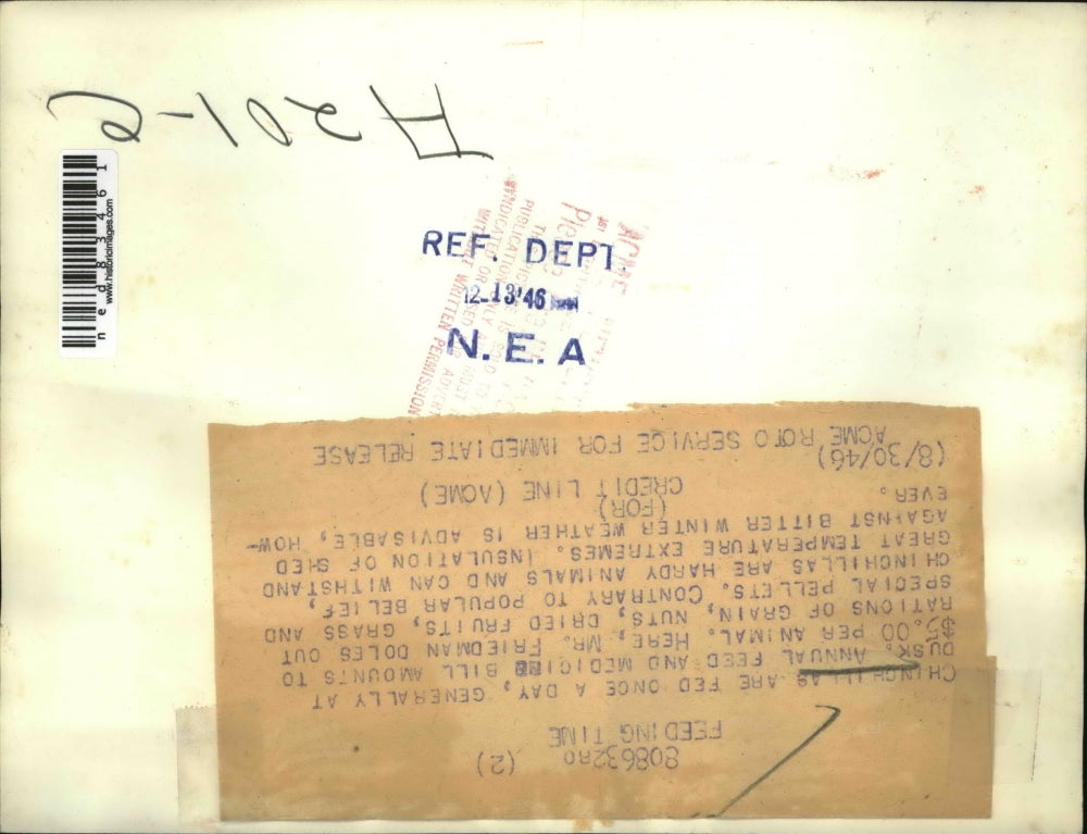 1946 Press Photo Chinchillas & Fred Friedman feeding them in cages