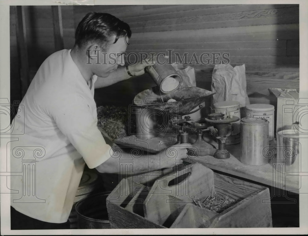 1937 Press Photo Weighing of the Chinchilla's rations is a very important step.