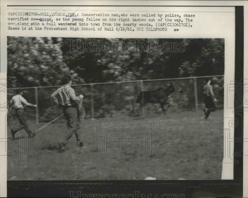 Load image into Gallery viewer, 1961 Press Photo Conservation men were called by polise, chase terrified cow
