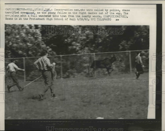1961 Press Photo Conservation men were called by polise, chase terrified cow
