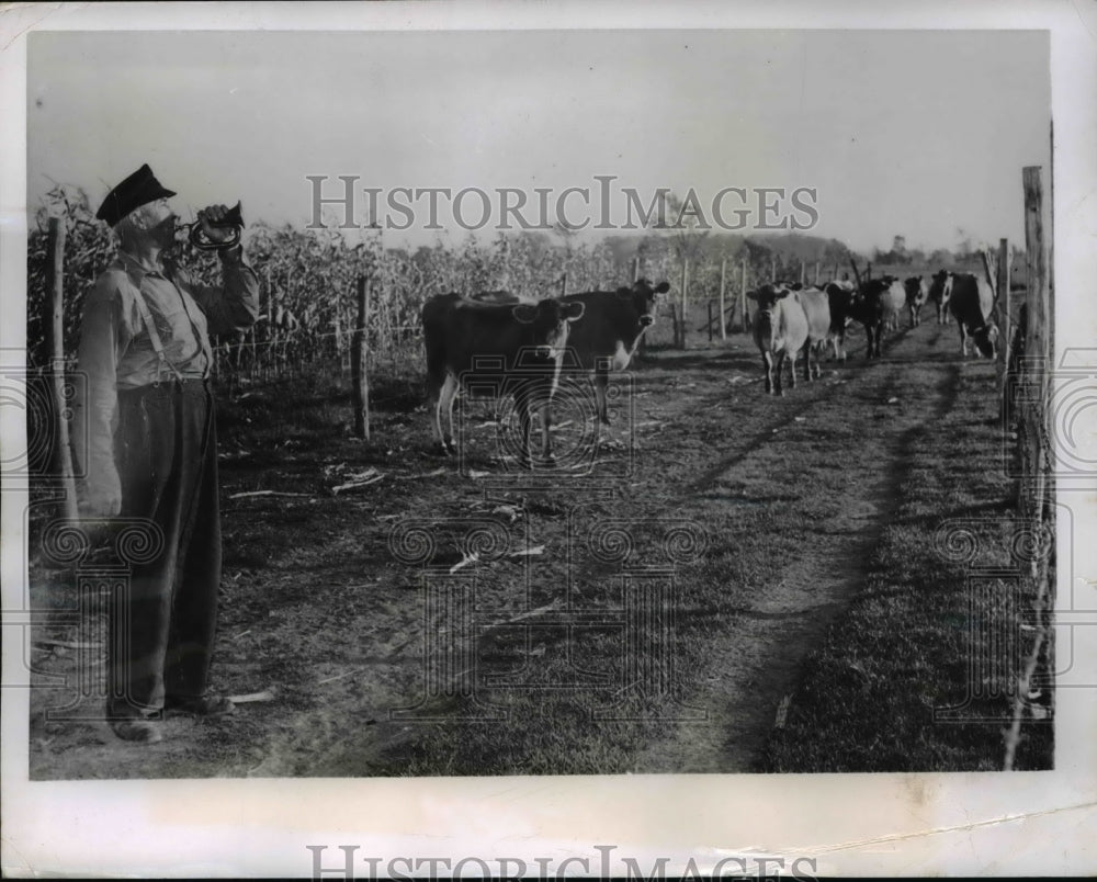 1950 Press Photo Fennville Mich farmer Ami Miller calling his cows to milking
