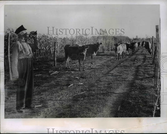 1950 Press Photo Fennville Mich farmer Ami Miller calling his cows to milking