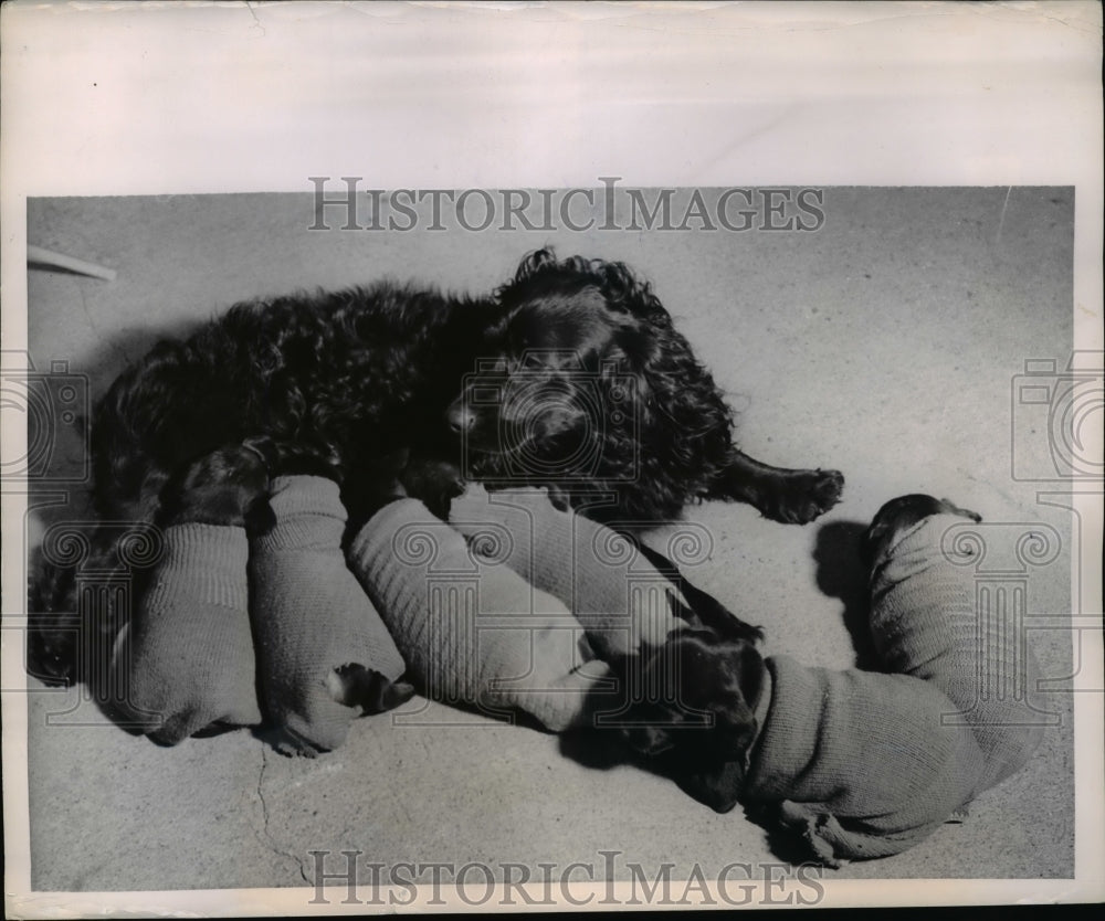 1953 Press Photo Dog Feeding Puppies Dressed in Socks