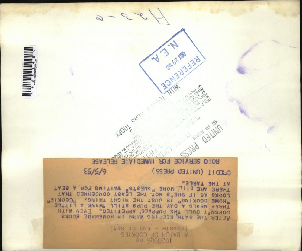 1953 Press Photo Dog Feeding Puppies Dressed in Socks