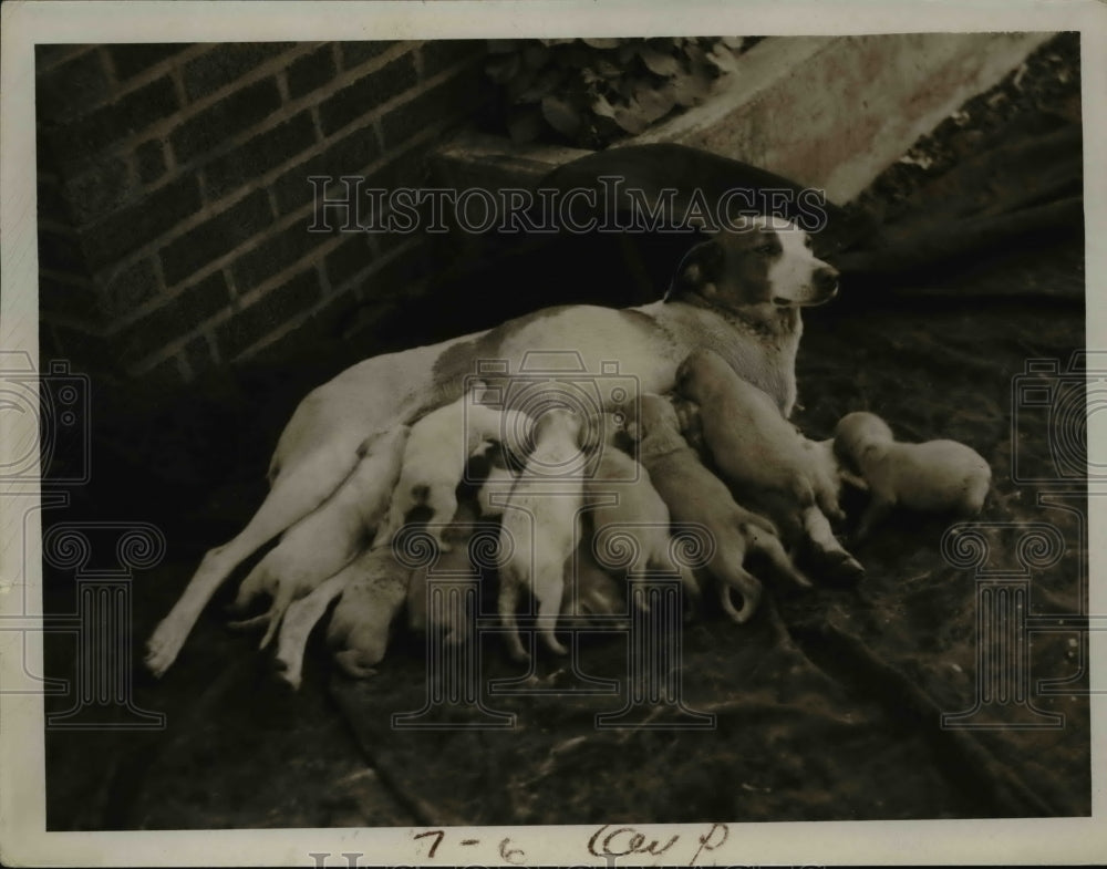 1935 Press Photo A mother dog providing meals to her several puppies